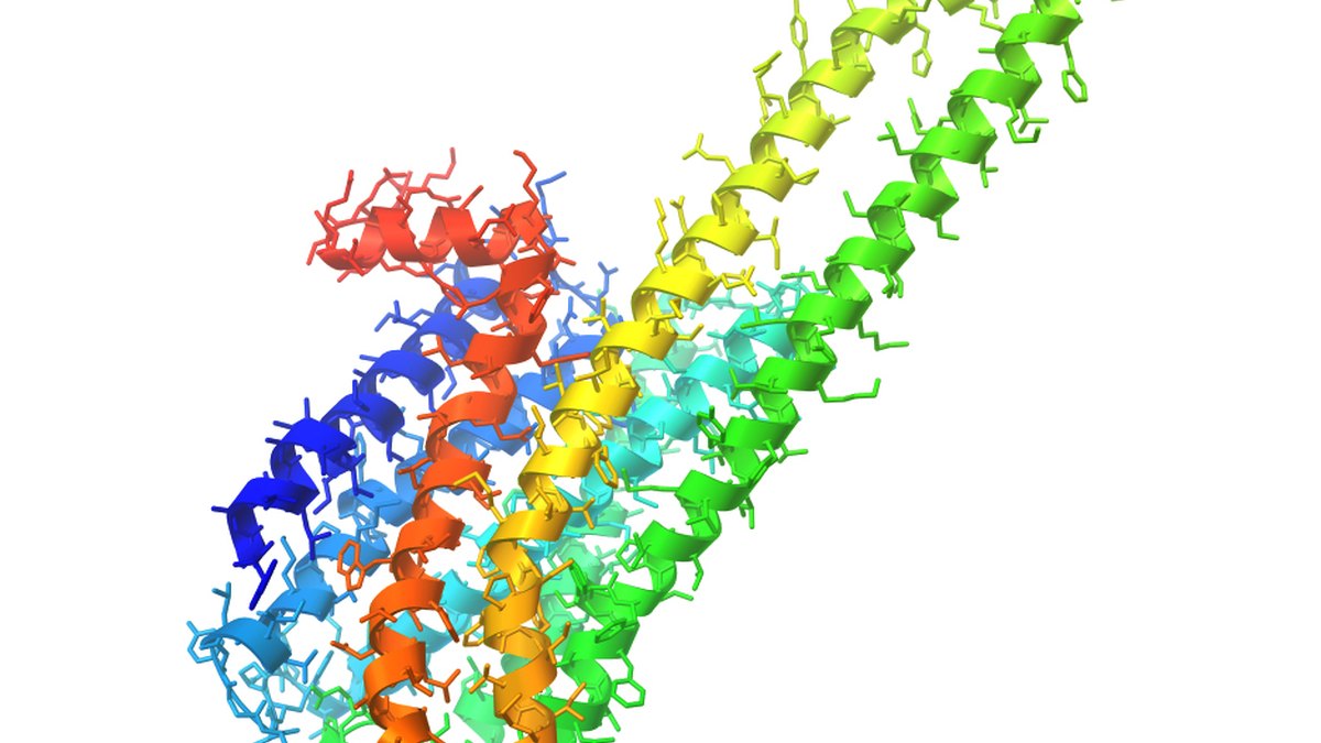 Colour-graded molecular ribbon of a signalling peptide of the class that engages the Neuropeptide Y Y2 receptor (NPY2R) — a Panacea Bio Chem research subject by Bogdan Dicoias